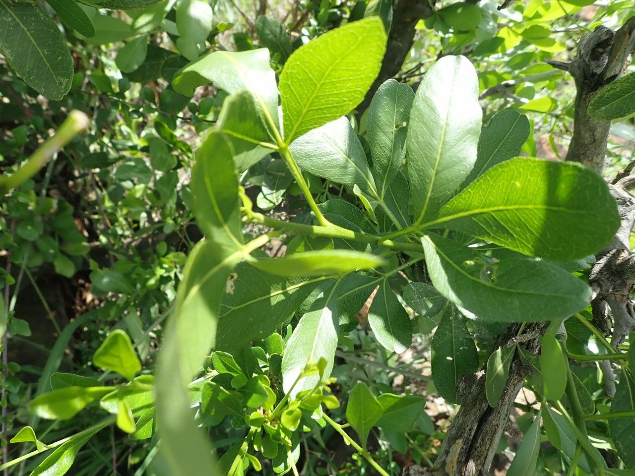 Vepris glomerata other