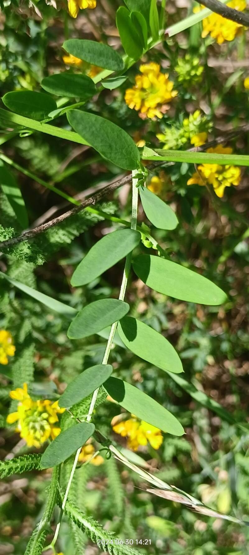 Vicia biennis — houseplant care guide