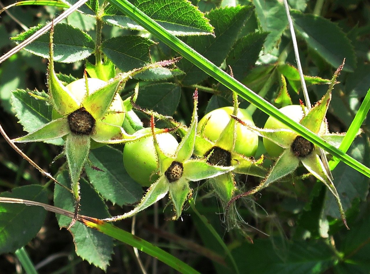 Rosa marginata fruit