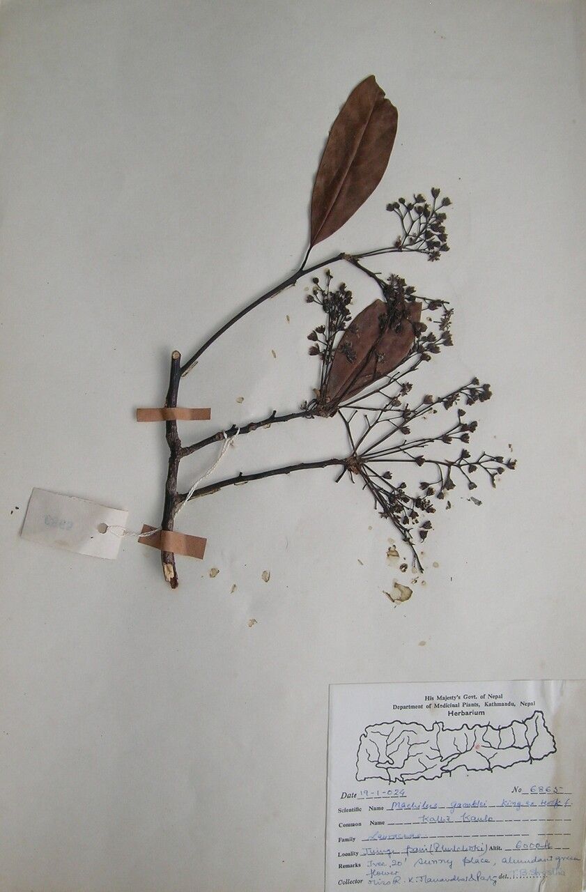 Machilus gamblei — related species from the same genus