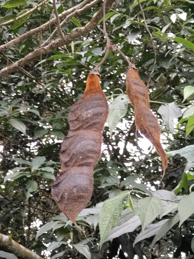 Mucuna urens fruit