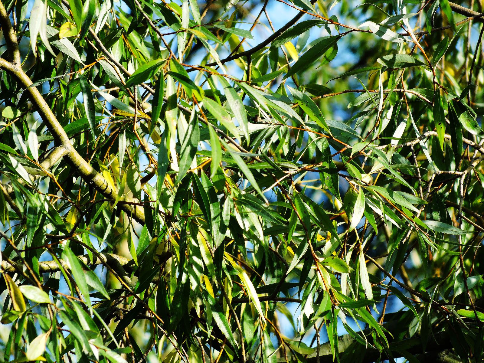 Salix mucronata