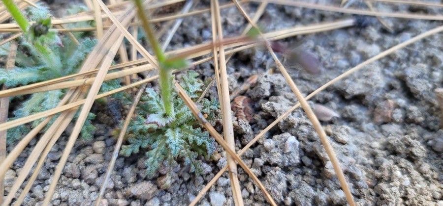 Gilia tenuiflora leaf