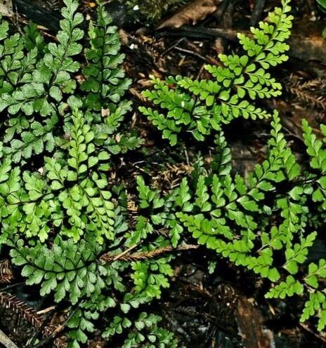 Lindsaea trichomanoides — houseplant care guide