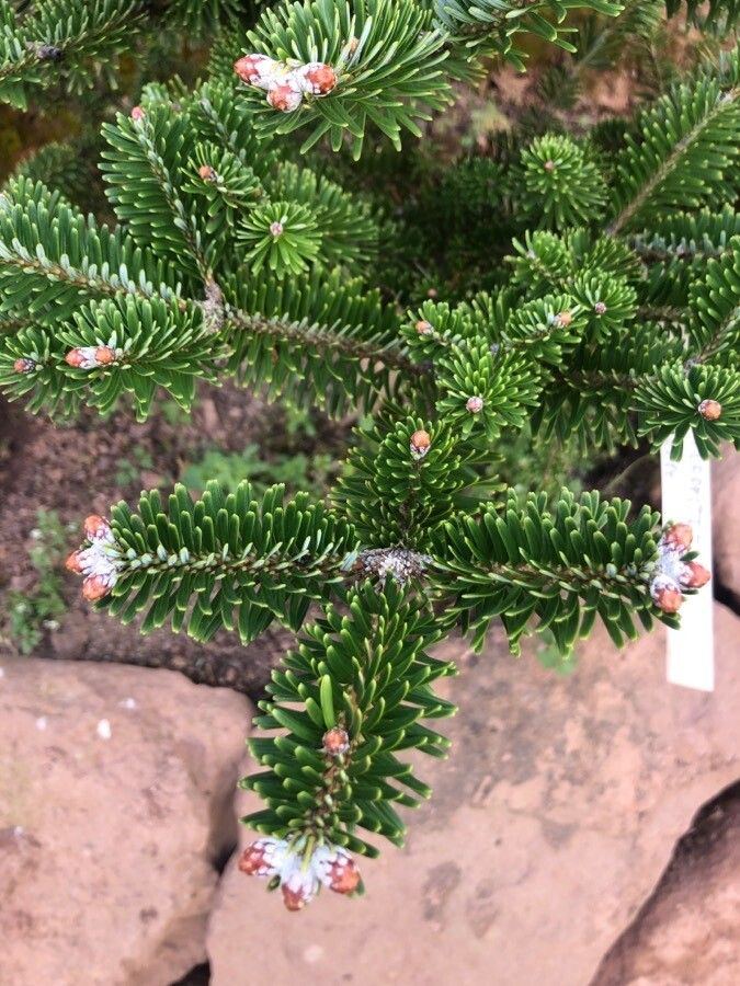 Abies forrestii — search result for 'Pinaceae'