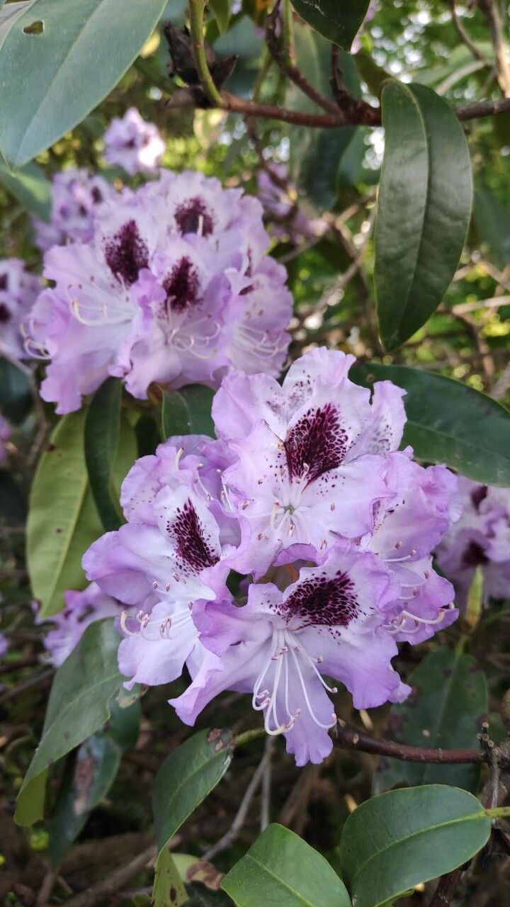 Rhododendron catawbiense flower