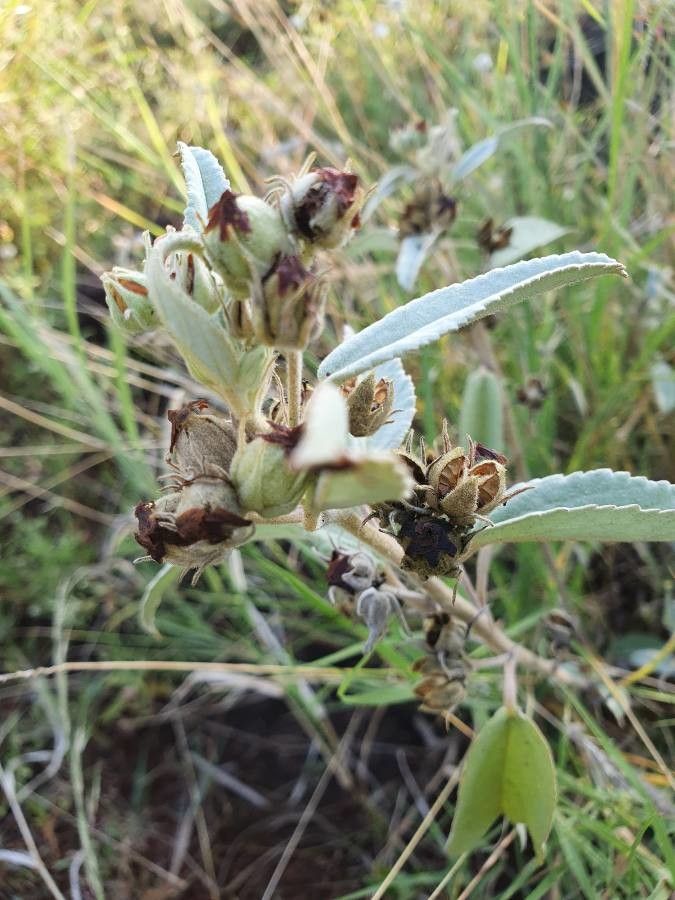 Melhania ovata fruit