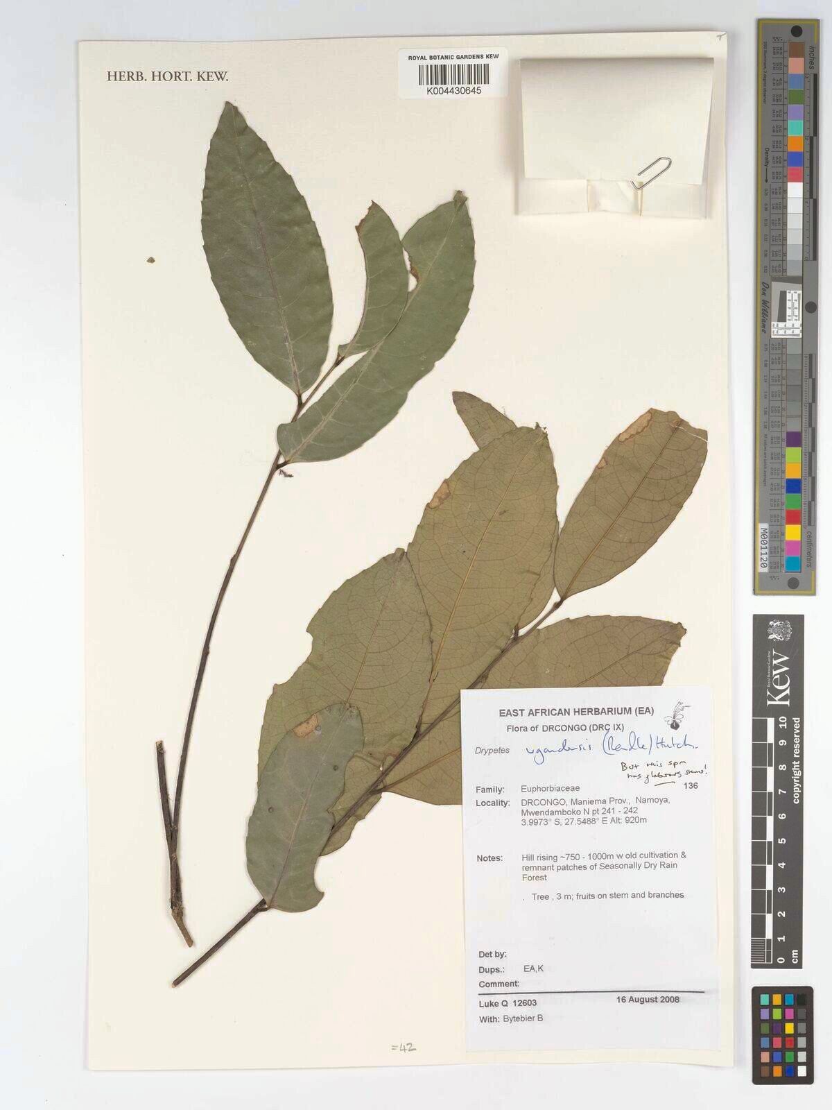 Drypetes ugandensis — houseplant care guide