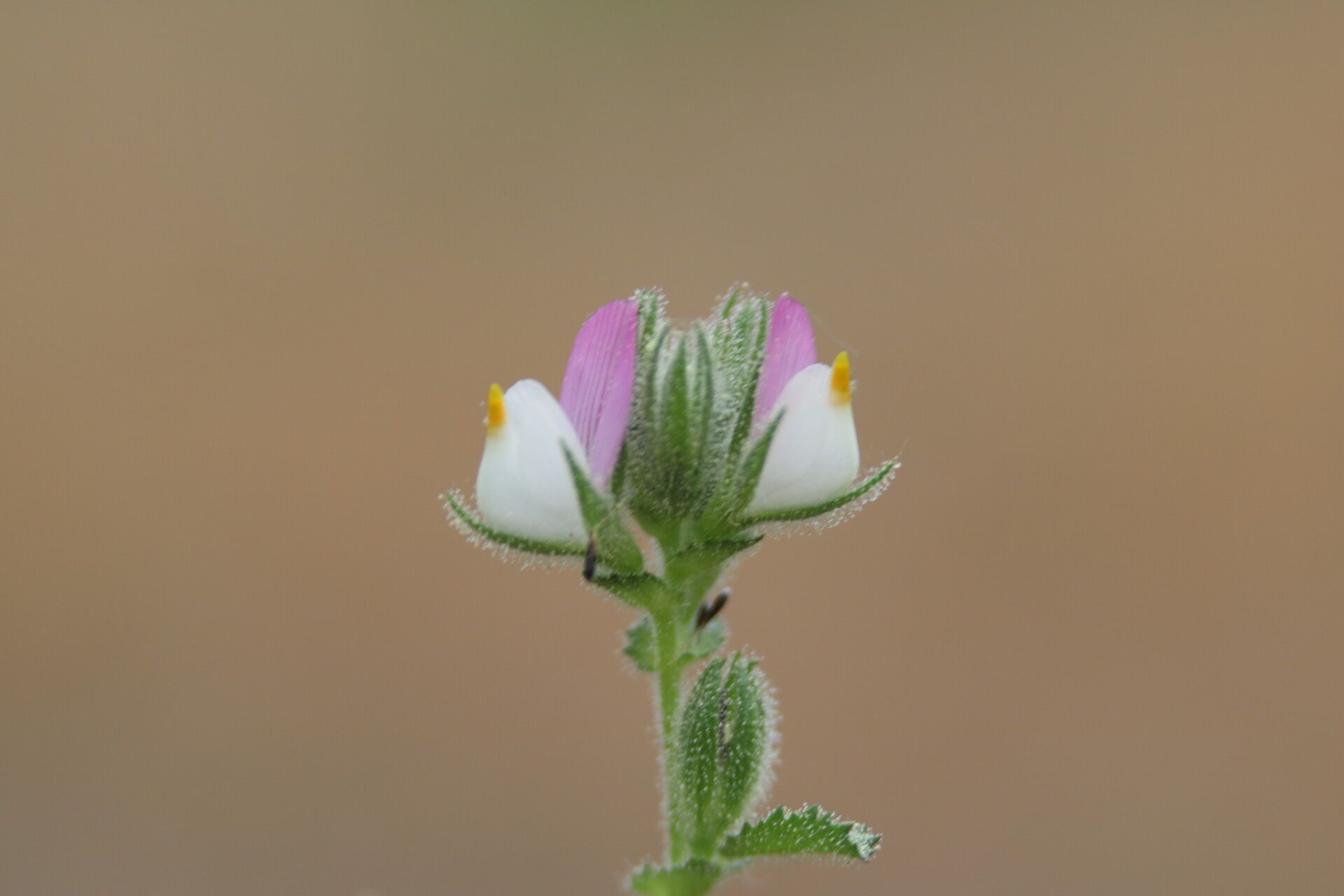 Ononis baetica flower