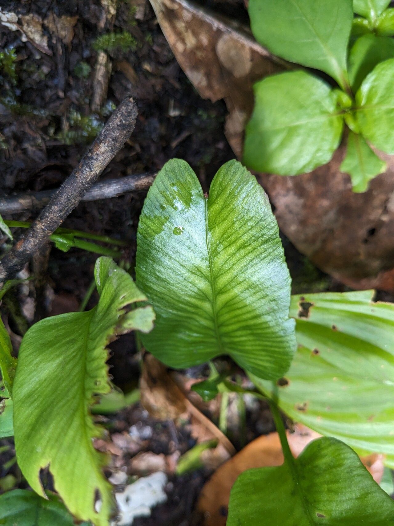 Asplenium emarginatum leaf