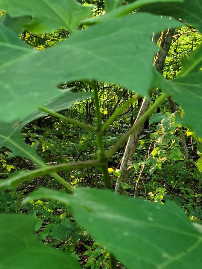 Smallanthus uvedalius bark