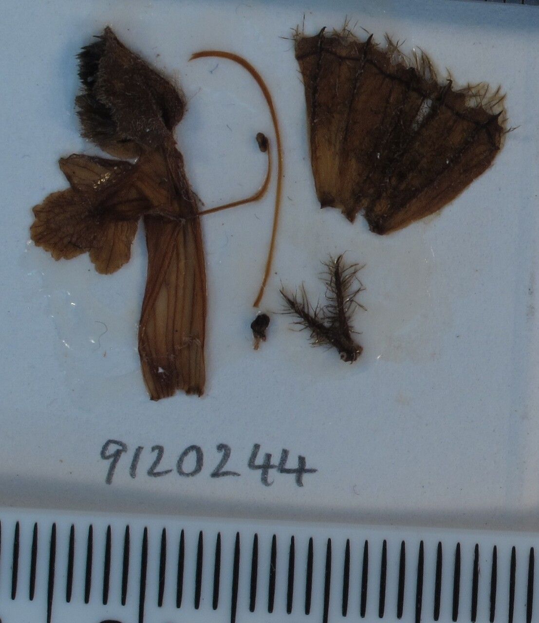 Phlomoides tibetica other