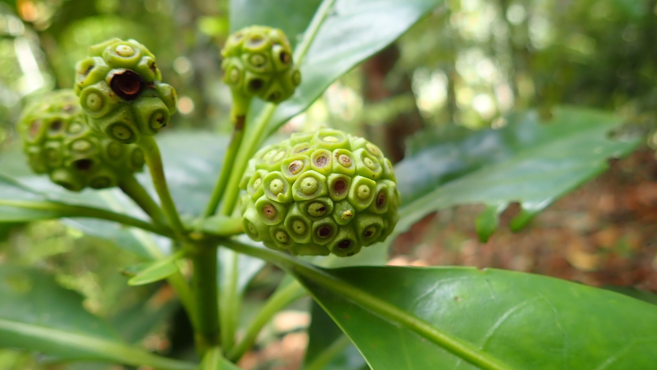 Gynochthodes billardierei fruit