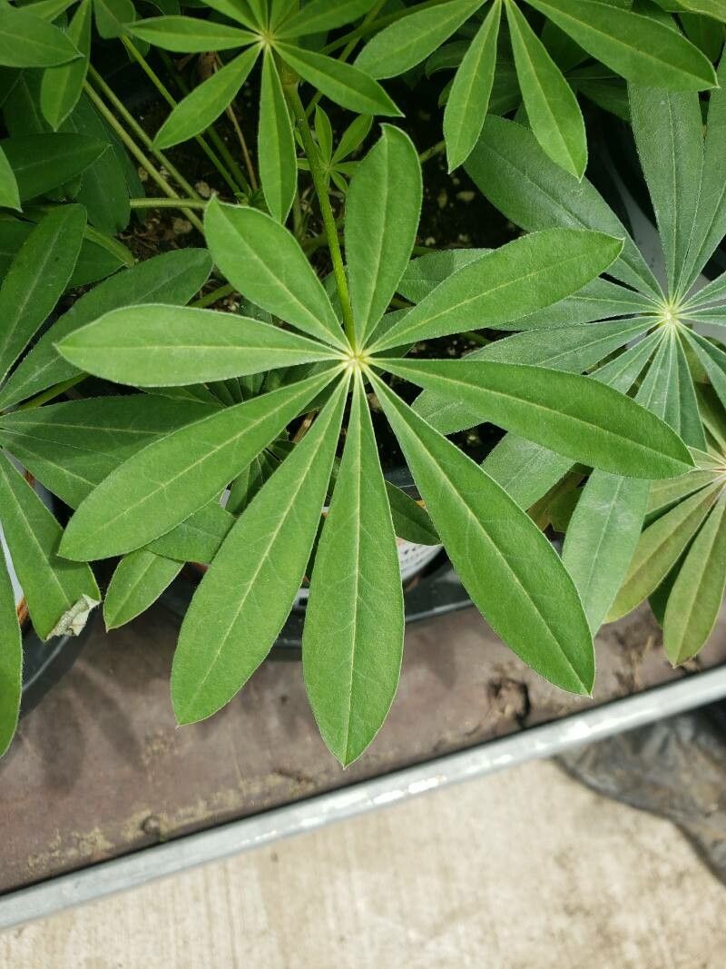 Lupinus arboreus — search result for 'Lupinus'