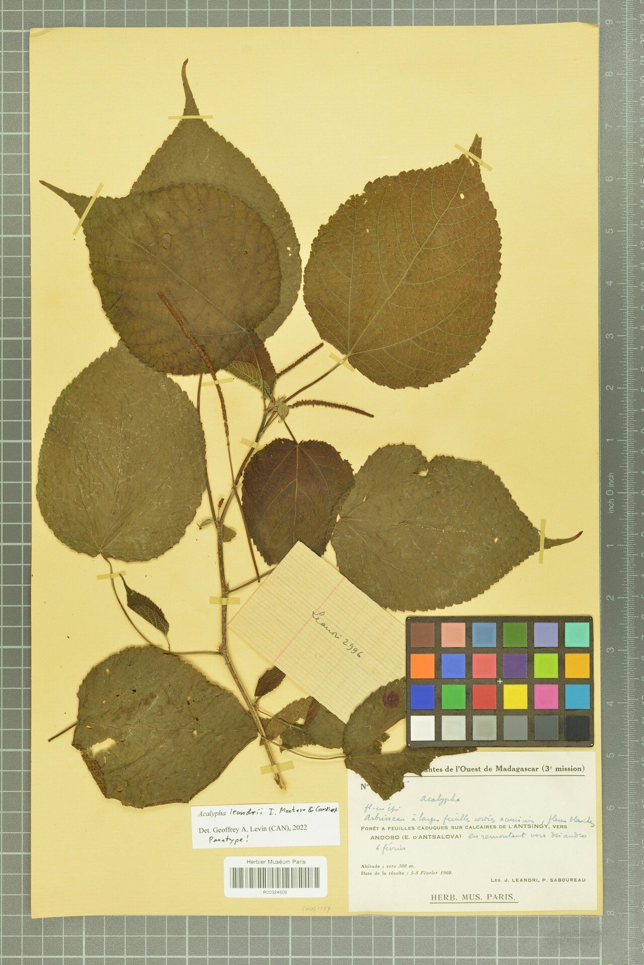 Acalypha leandrii — houseplant care guide