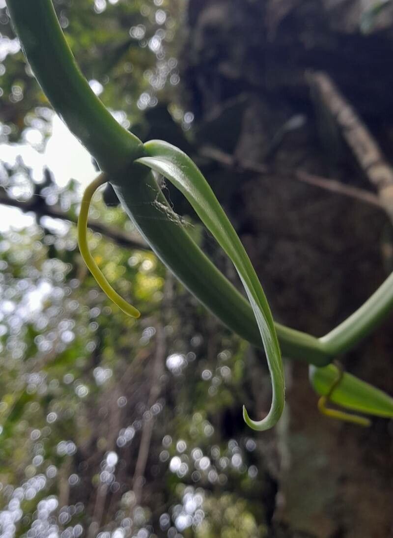 Vanilla barbellata — search result for 'Vanilla'