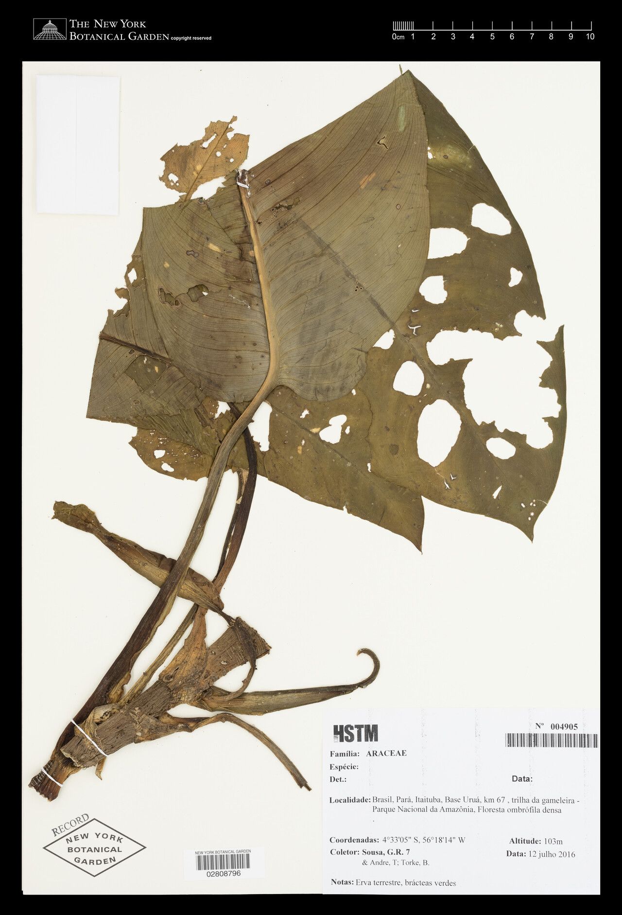 Dieffenbachia elegans leaf