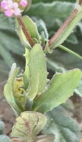 Valerianella vesicaria — search result for 'Valerianella'