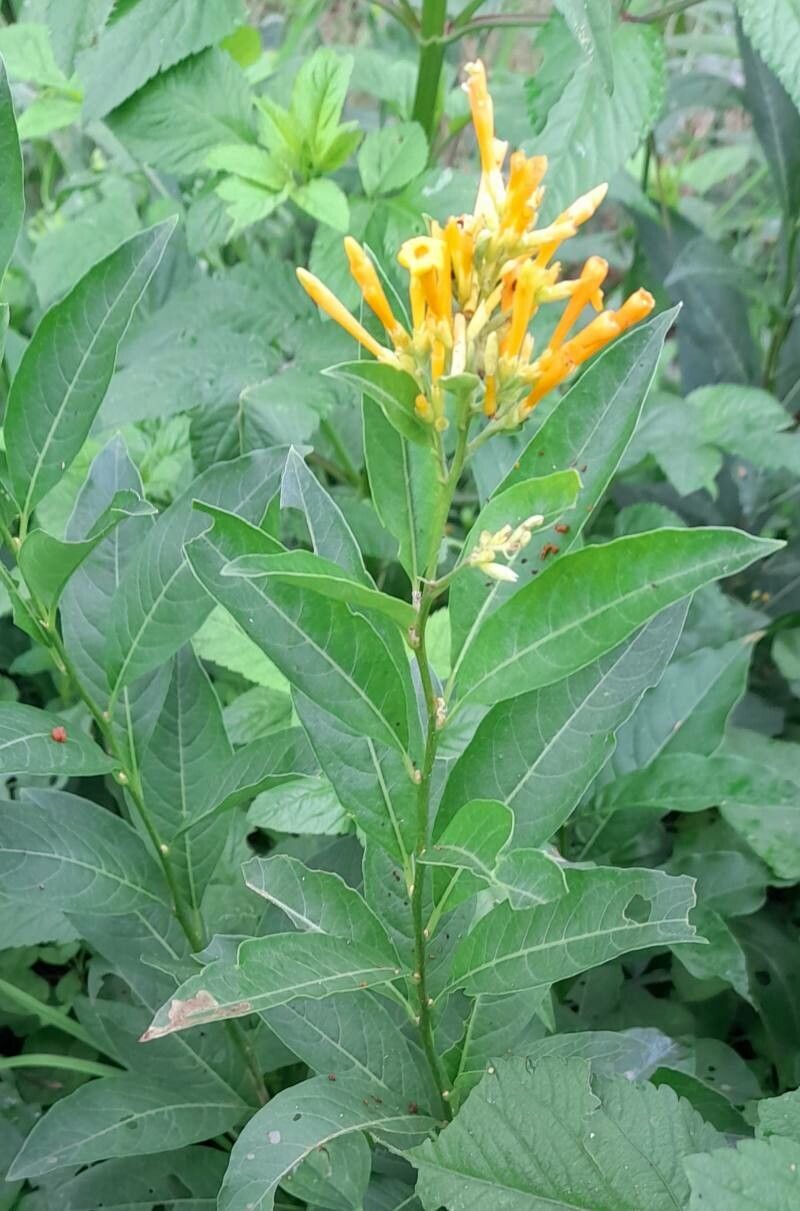 Cestrum lorentzianum habit