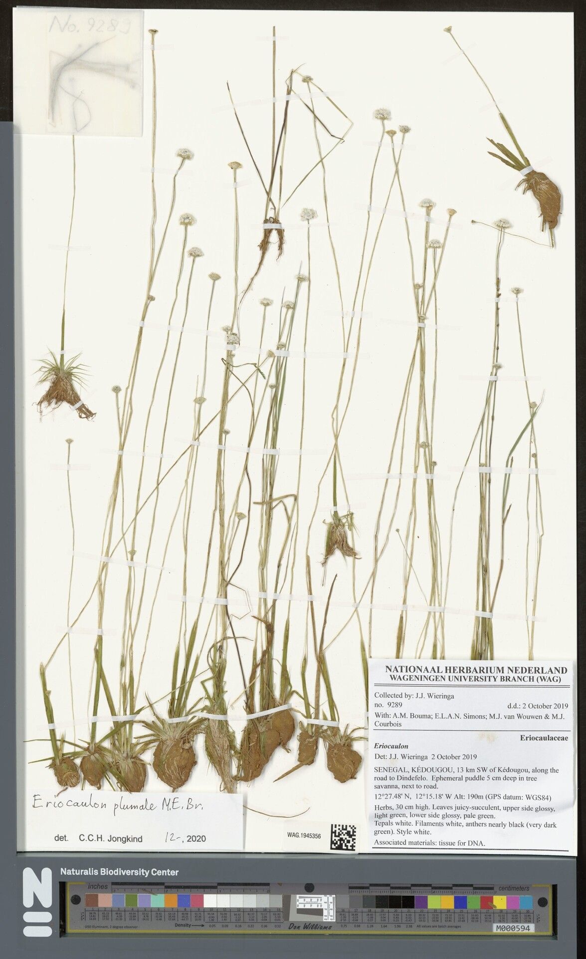 Eriocaulon plumale — houseplant care guide