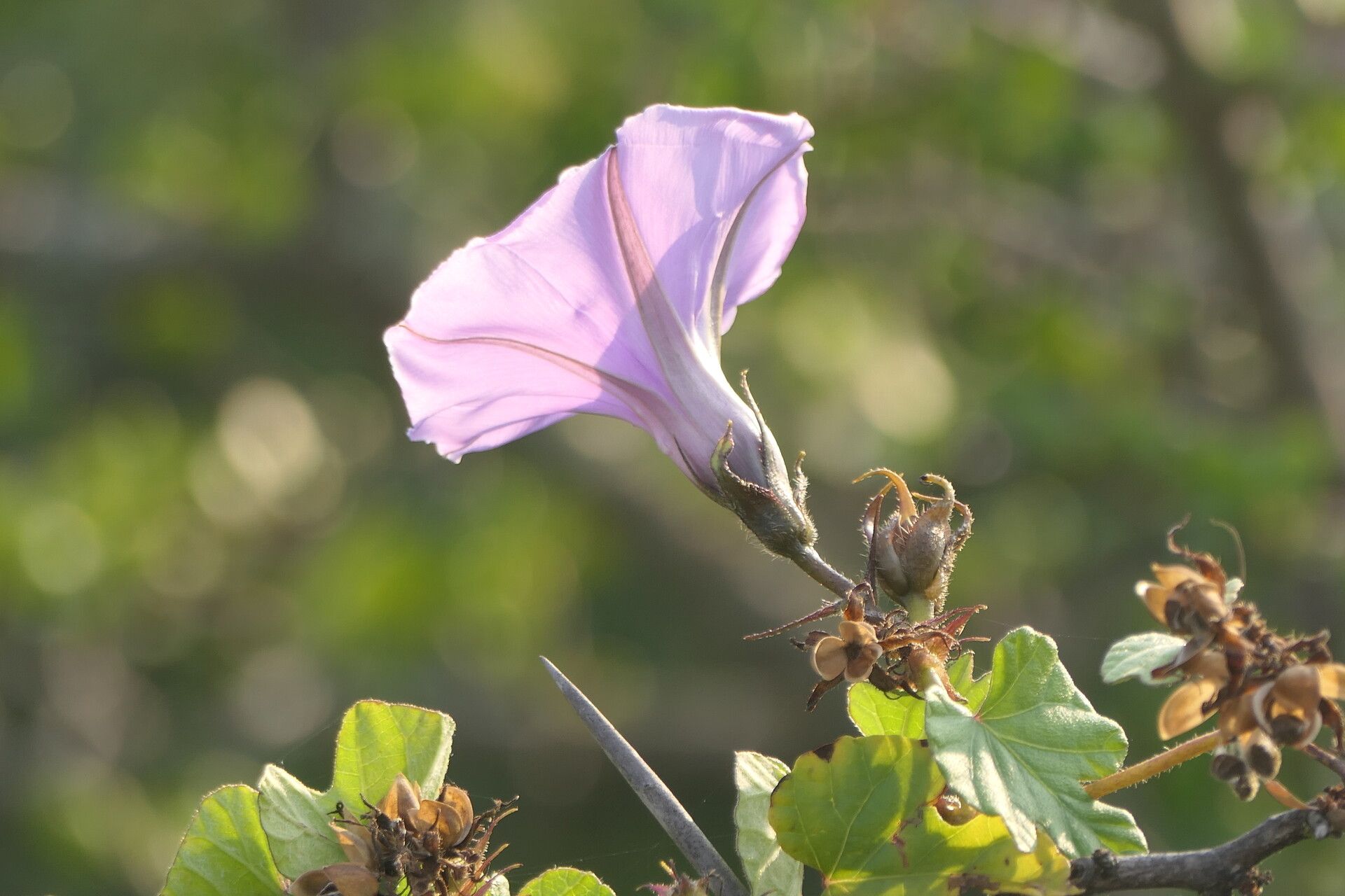 Ipomoea ficifolia flower