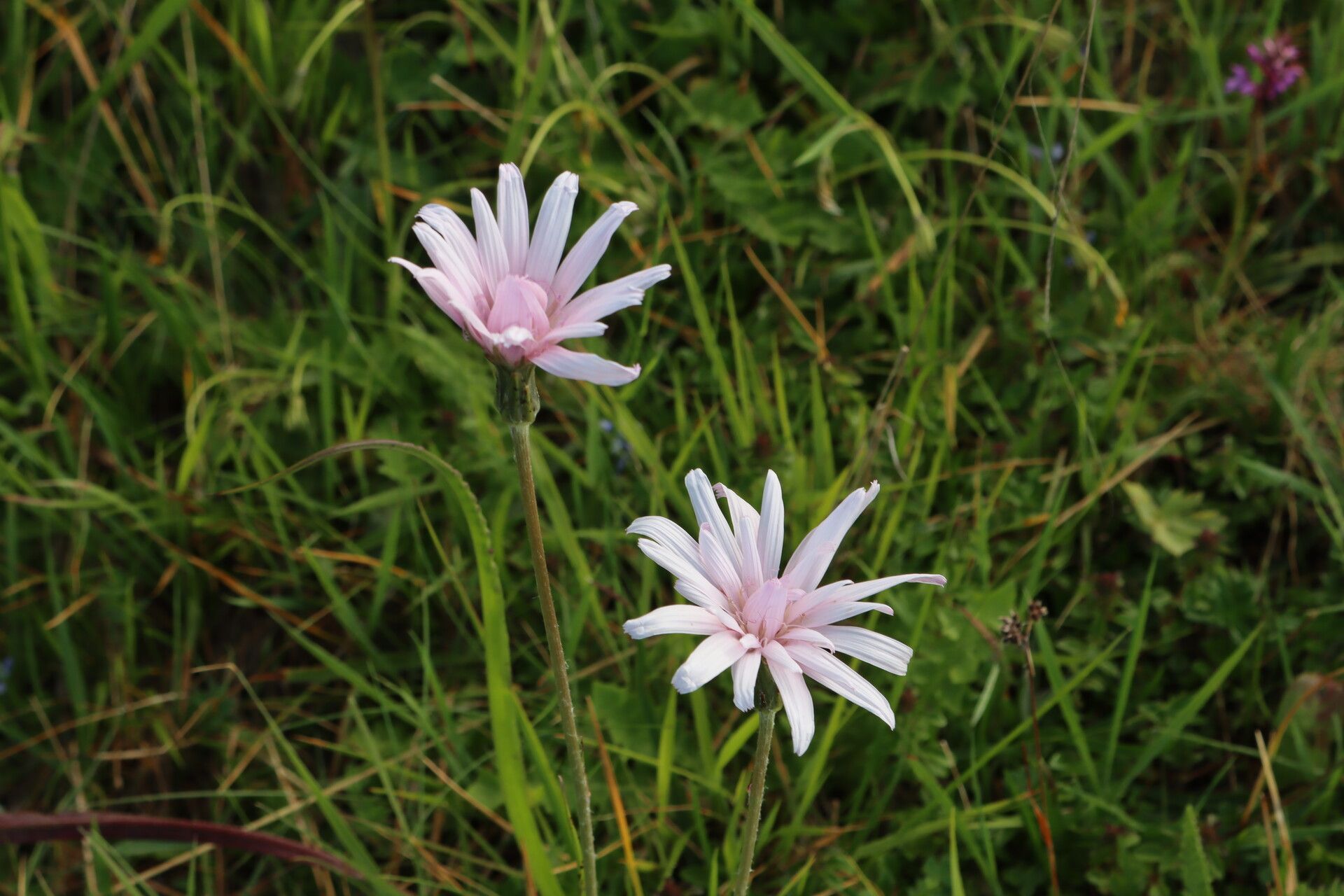 Scorzonera rosea flower