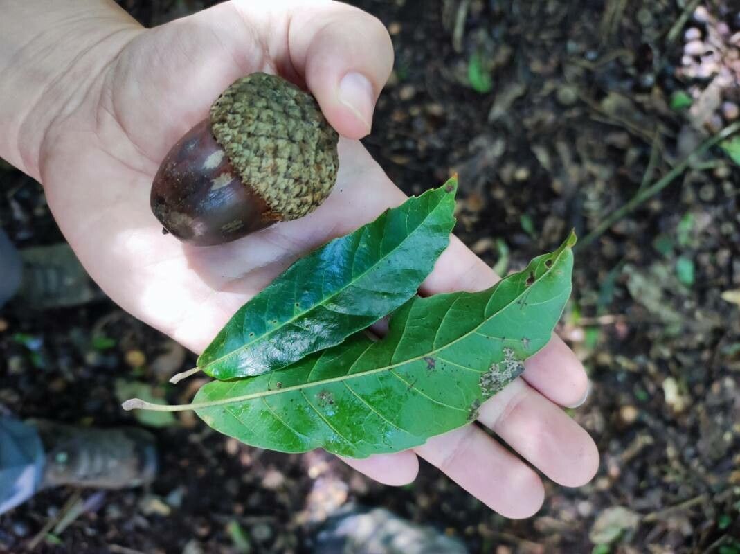 Quercus corrugata — houseplant care guide