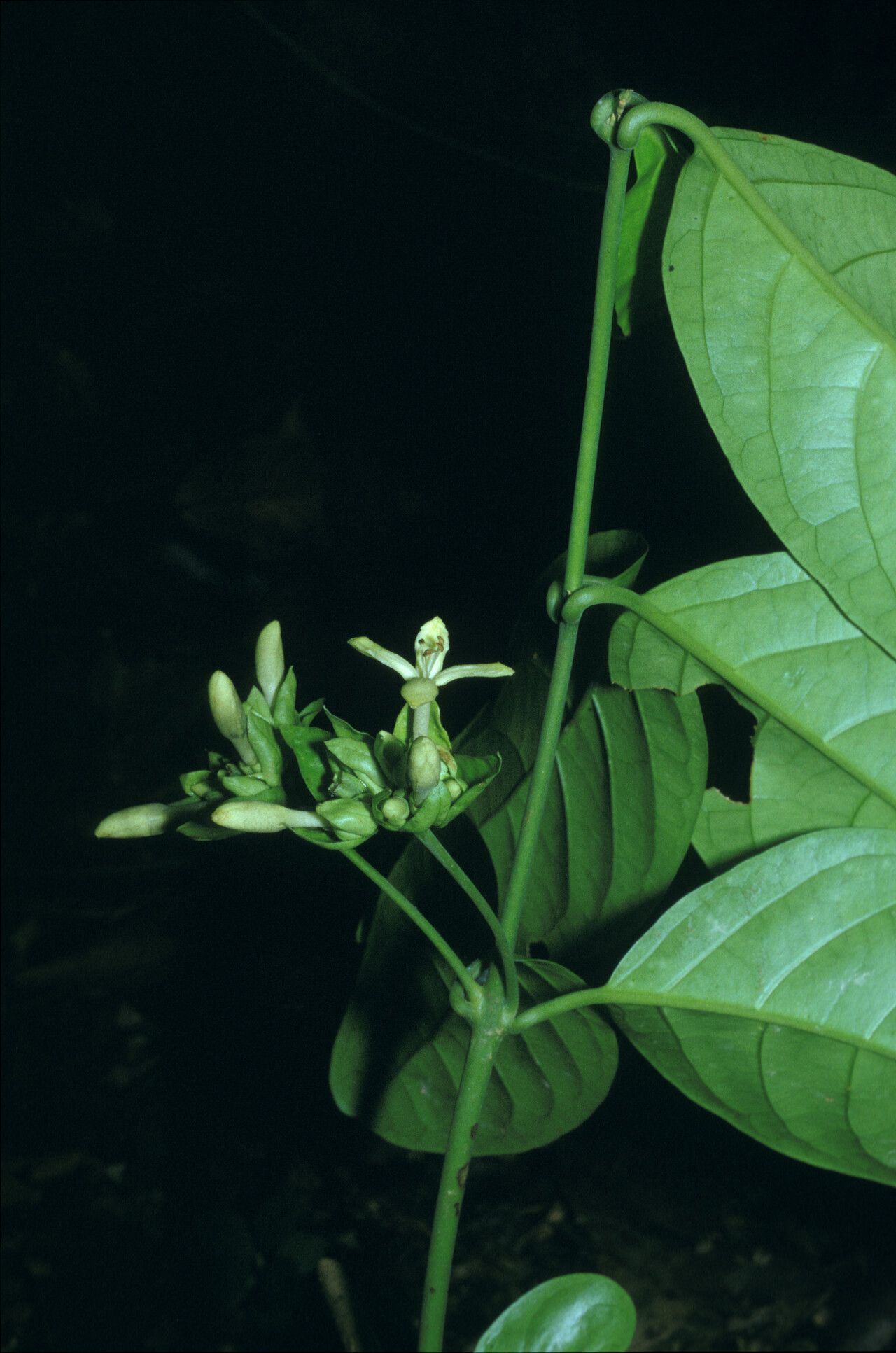 Aegiphila macrantha flower