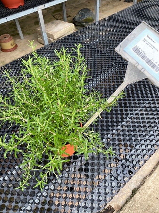 Salvia rosmarinoides — search result for 'Salvia'