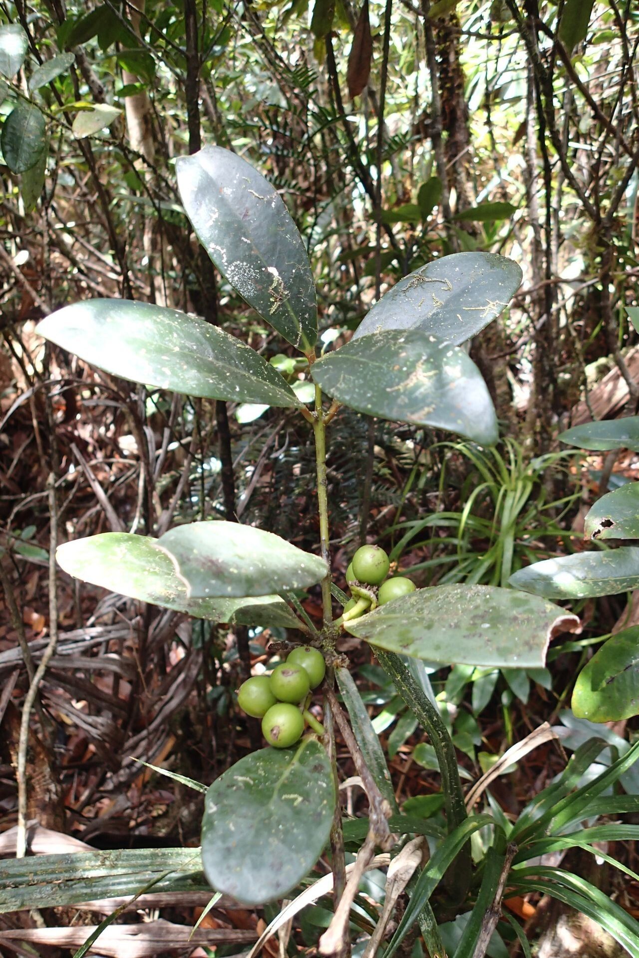 Hedycarya parvifolia fruit