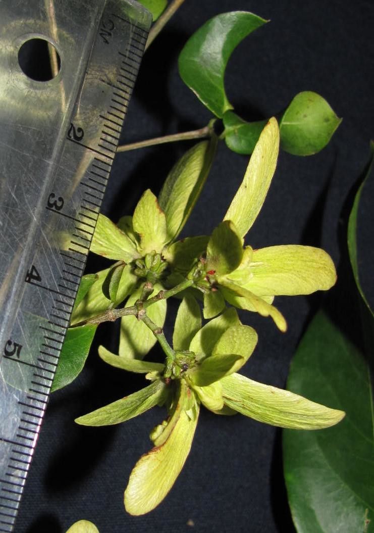 Tetrapterys discolor flower