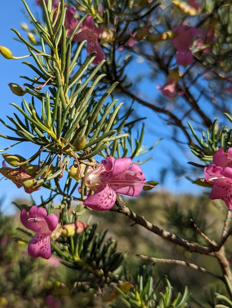 Eremophila alternifolia flower