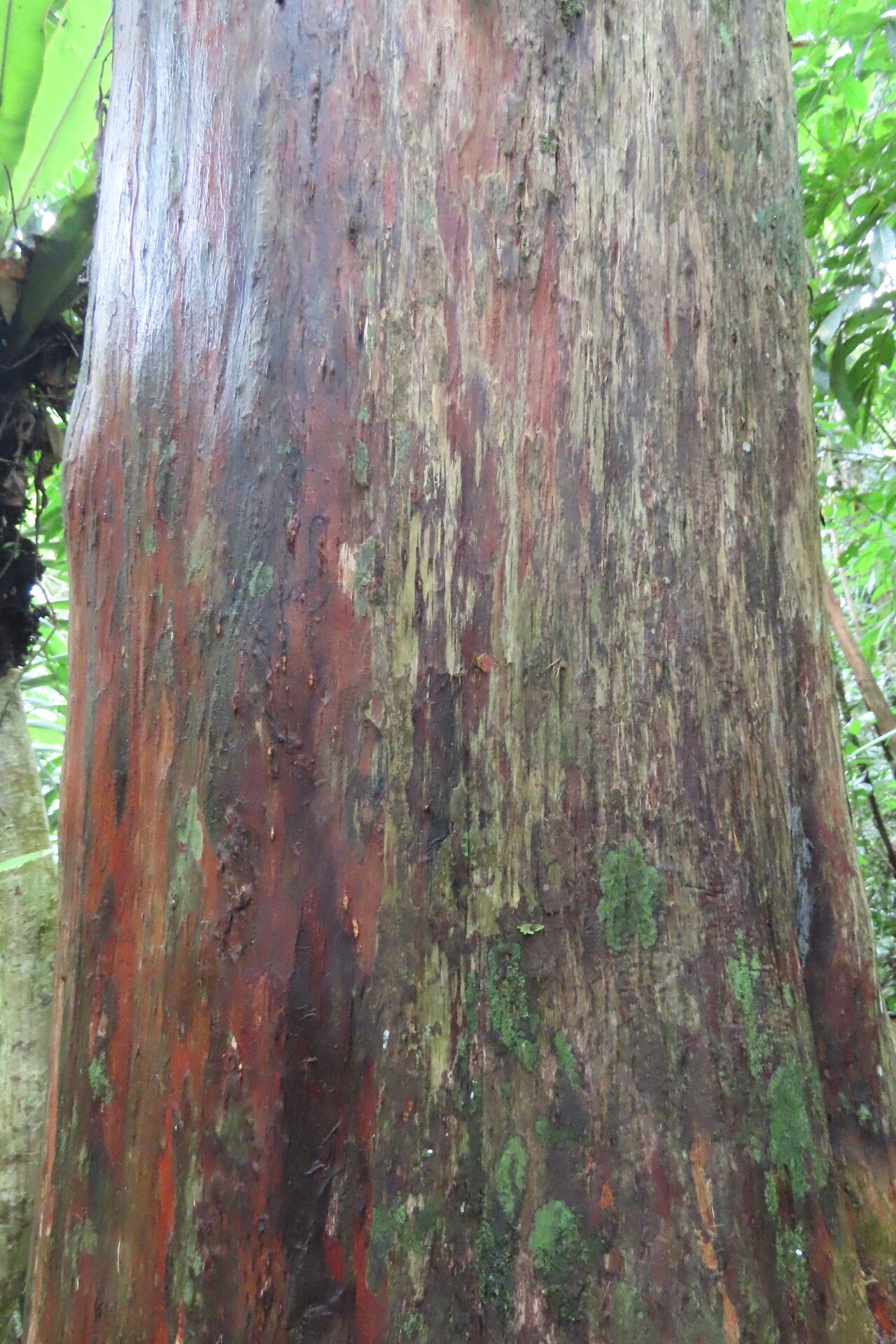 Podocarpus guatemalensis bark