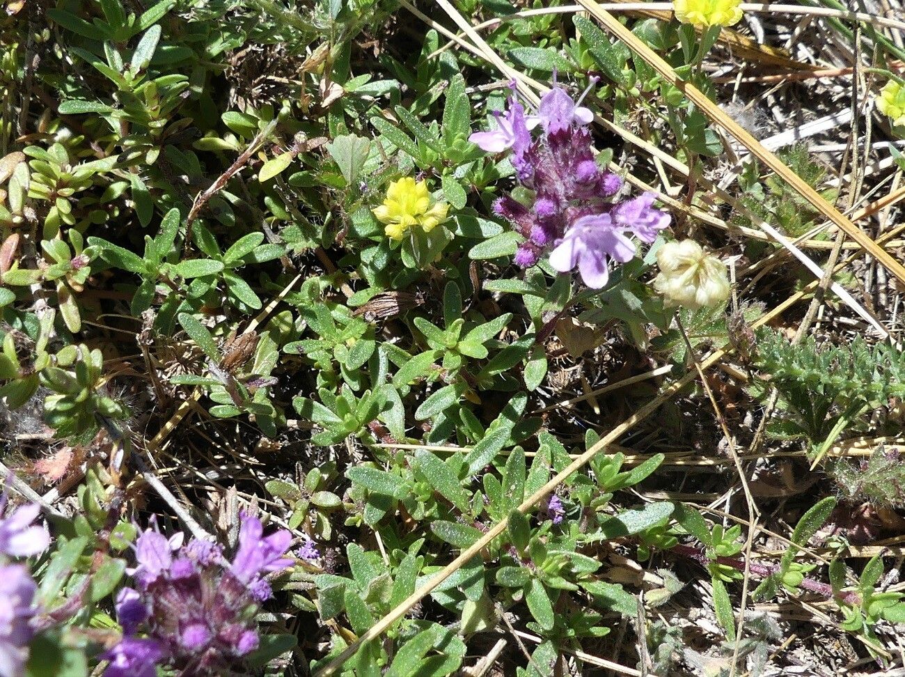 Thymus embergeri — search result for 'Thymus'