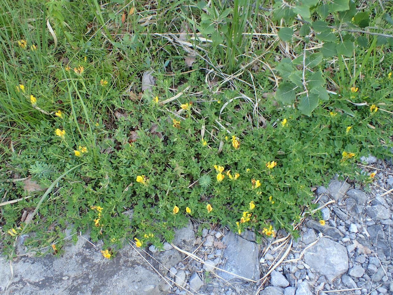 Cytisus lotoides habit