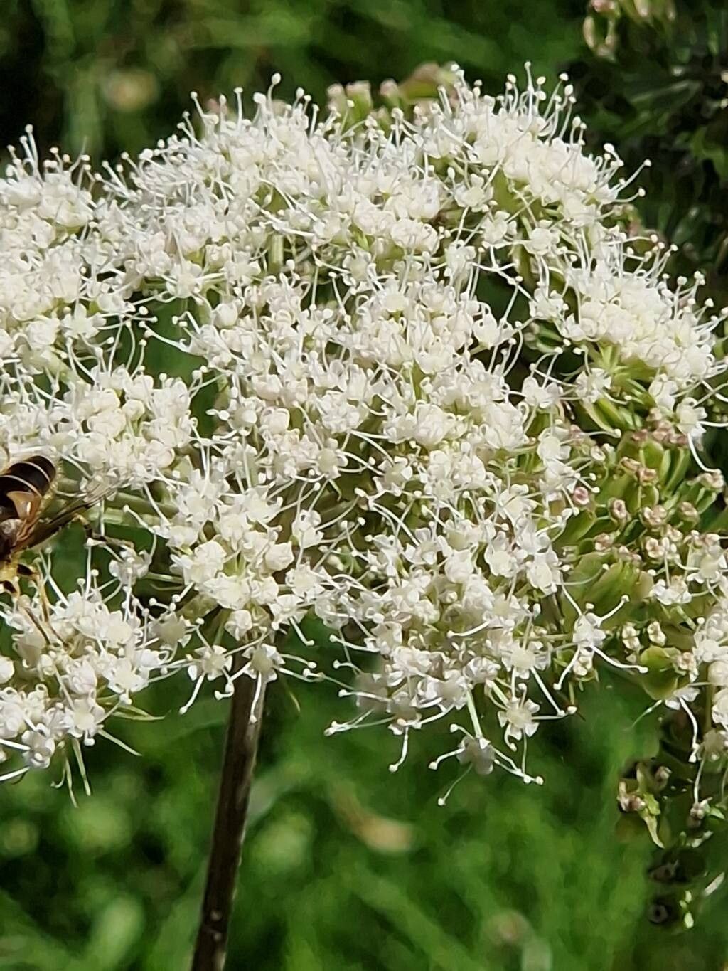 Laser archangelica — search result for 'Angelica'