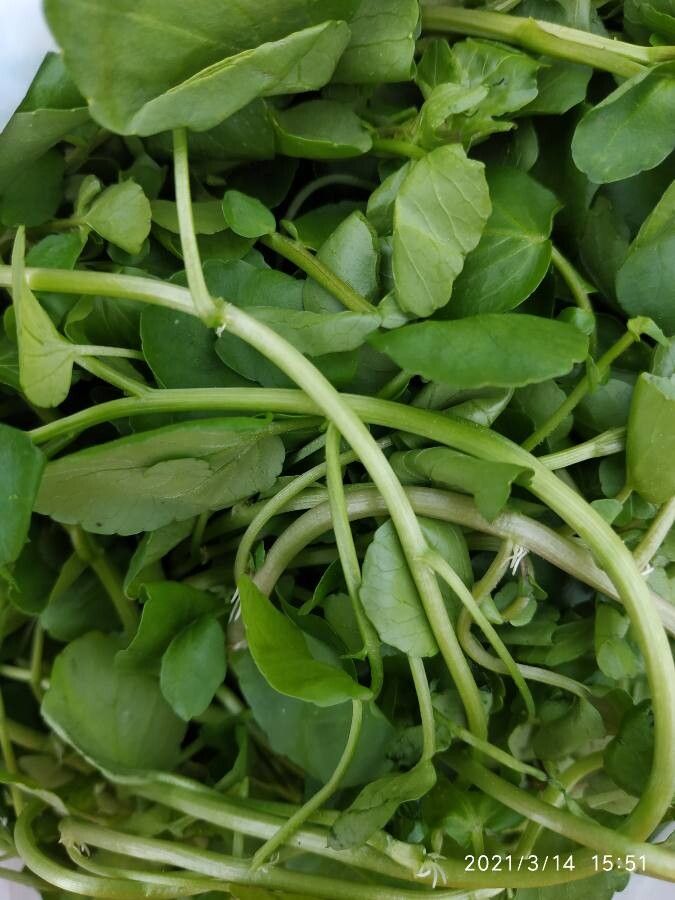 Rorippa nasturtium-aquaticum fruit