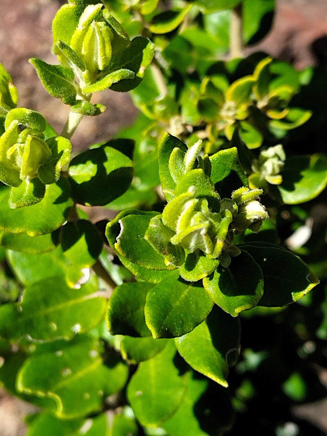 Phylica buxifolia — related species from the same genus