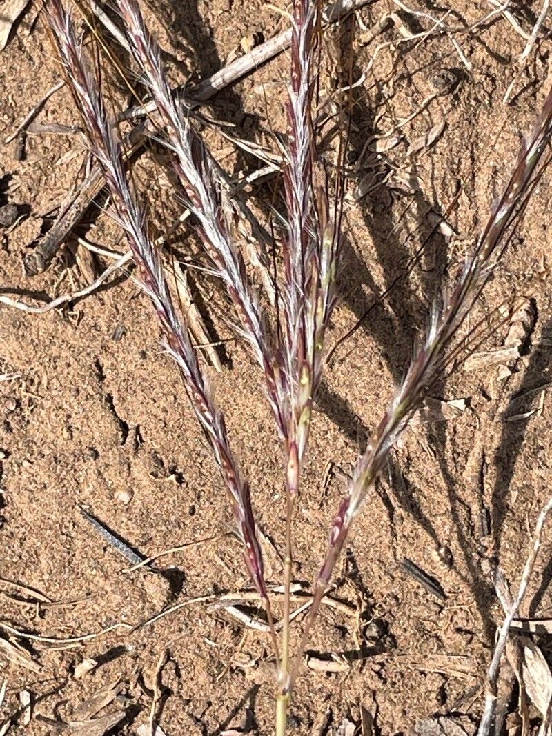 Bothriochloa insculpta flower