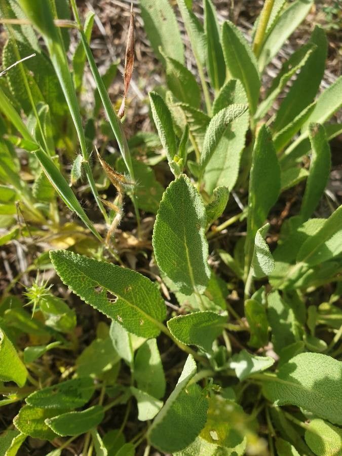 Salvia absconditiflora leaf