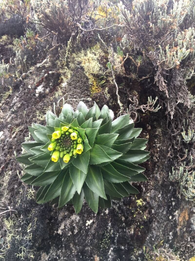 Draba bellardii flower