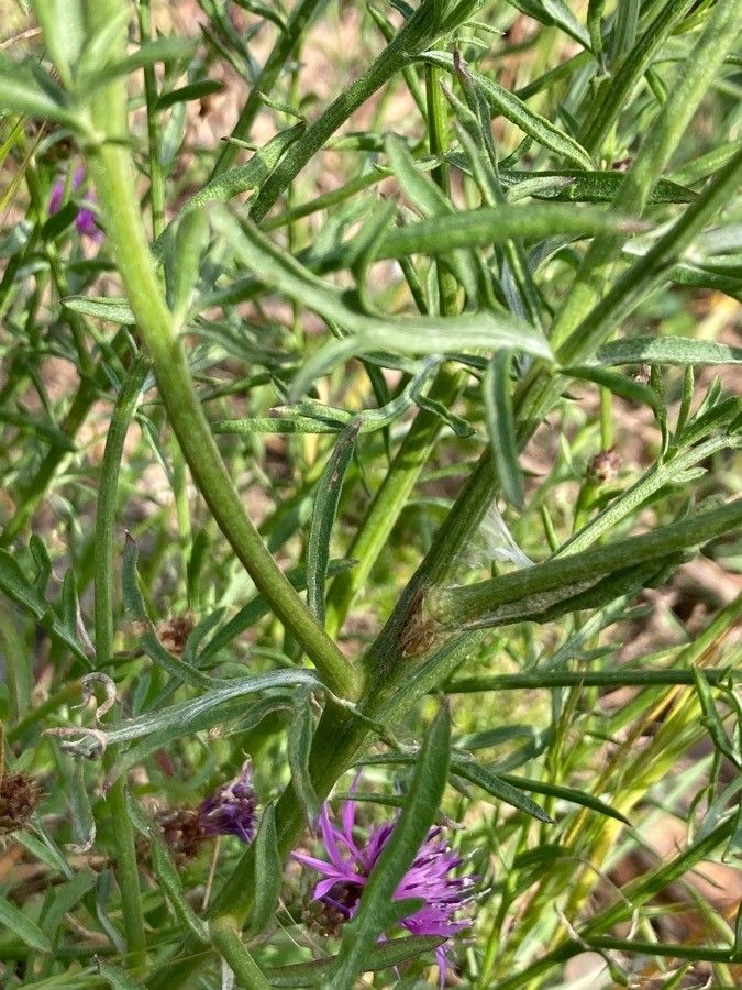 Centaurea hanryi leaf