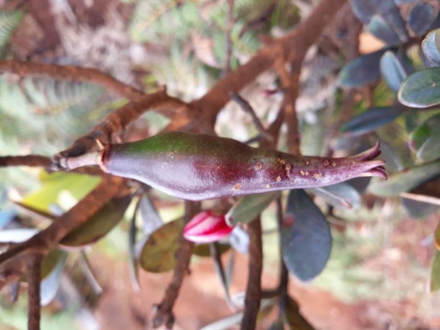 Montrouziera verticillata fruit