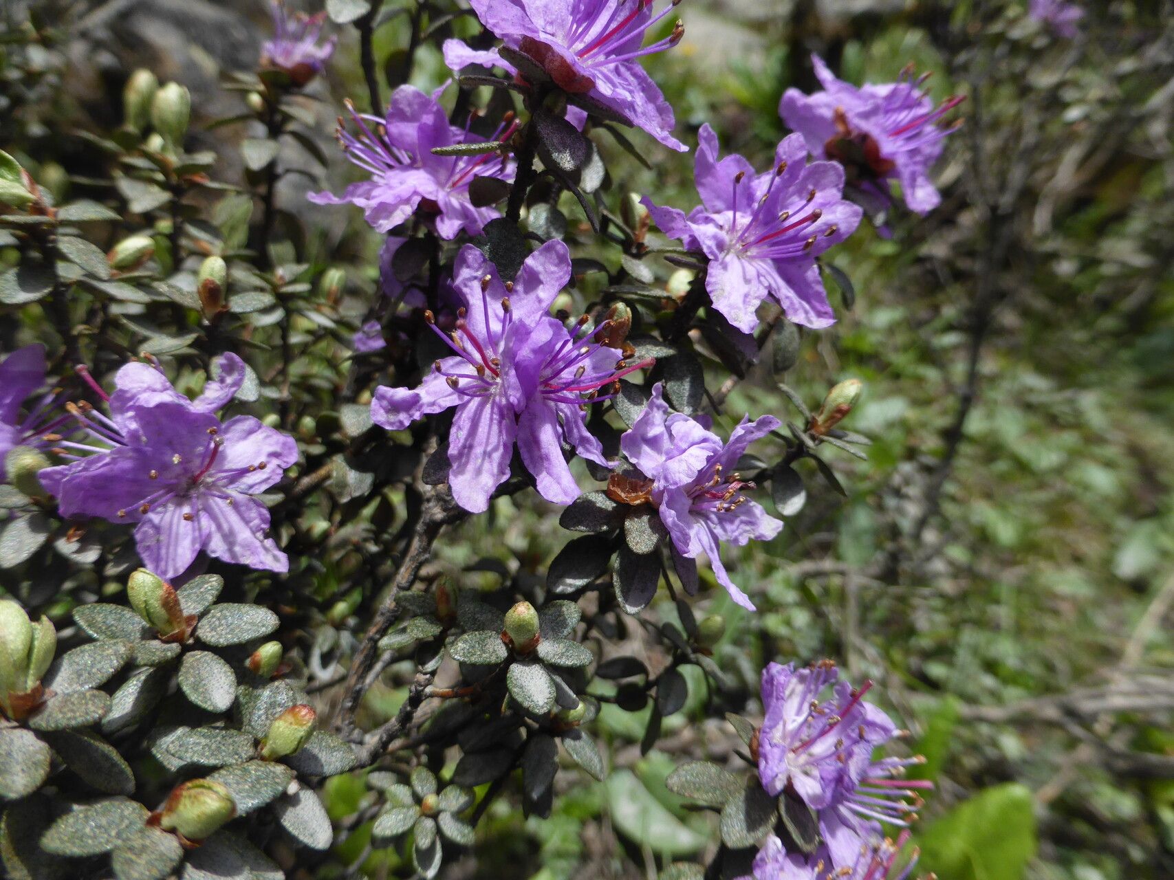 Rhododendron nivale flower