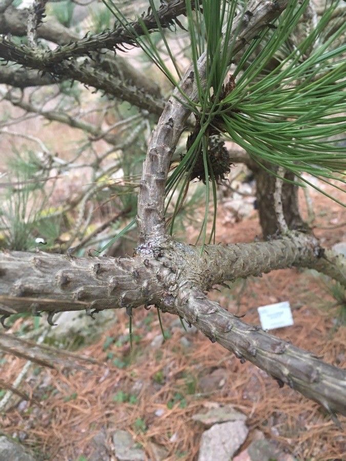 Pinus hartwegii bark