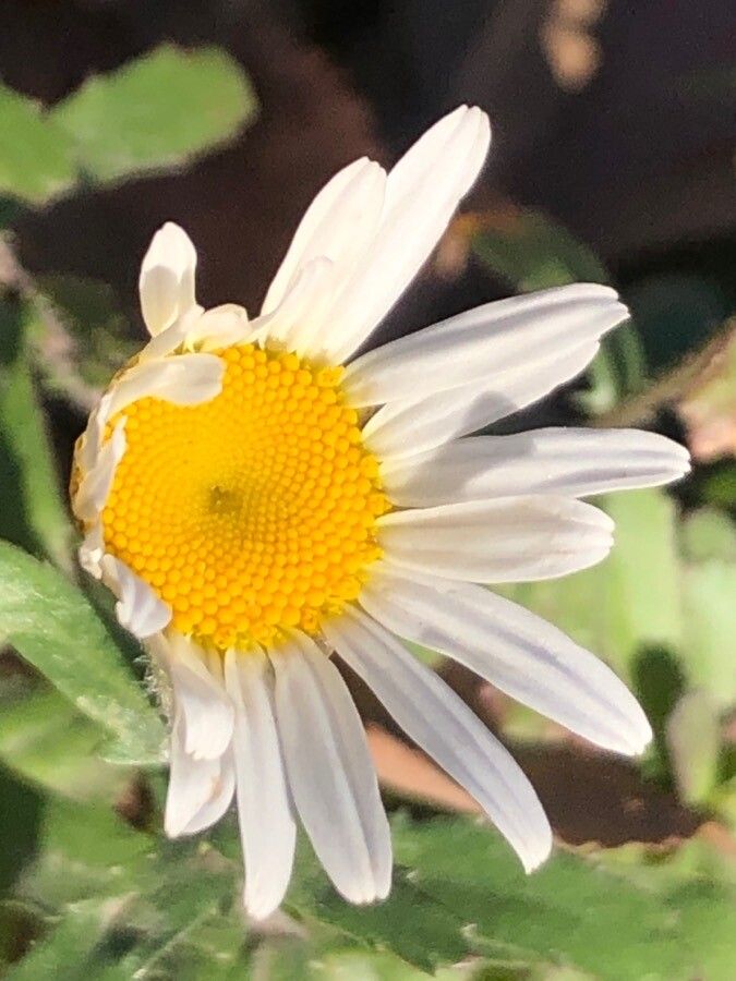 Leucanthemum pallens flower