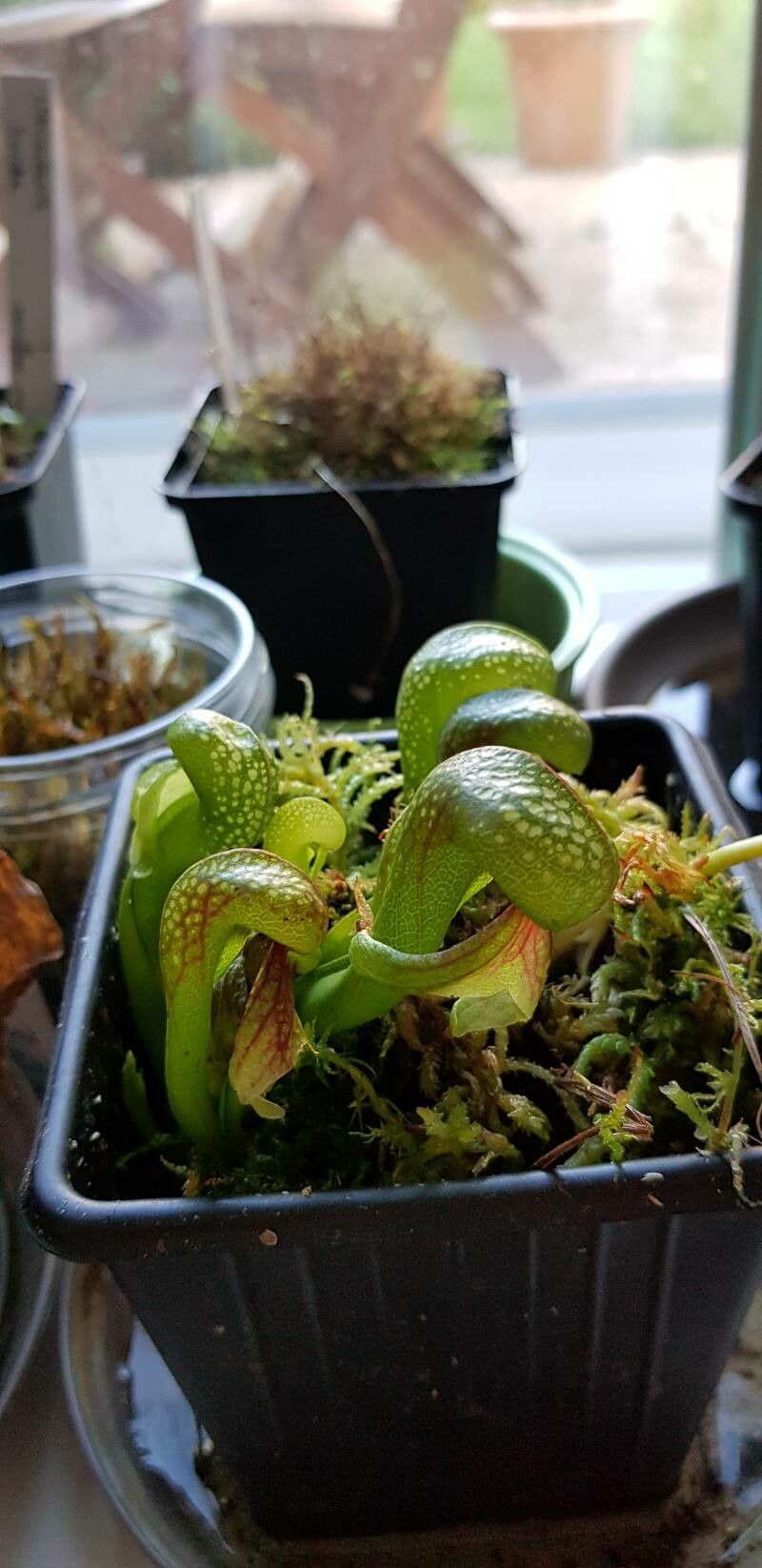 Darlingtonia californica habit