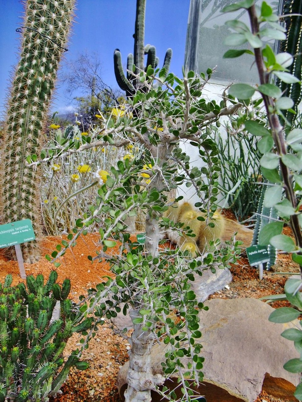 Alluaudia comosa habit