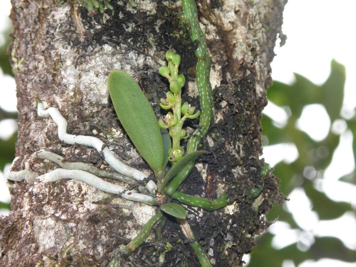 Sarcochilus gildasii bark