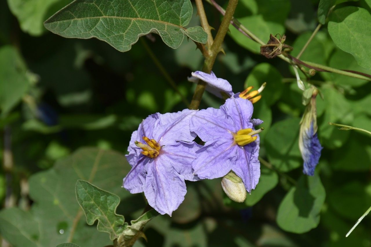Solanum richardii flower